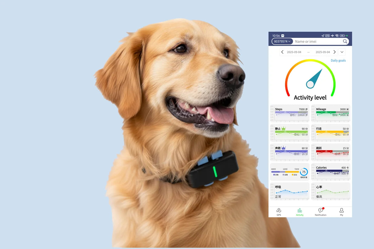 The dog is wearing a P02 GPS tracker.